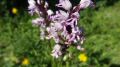 Juni 2015 Helmknabenkraut (Orchis militaris).jpg